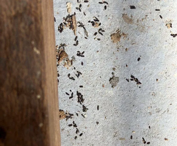 Accueil crottes de souris