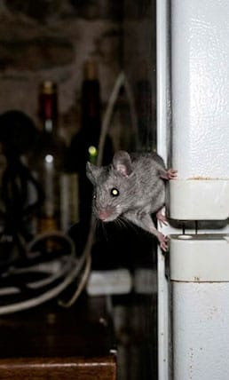 Accueil souris nuit